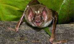 吸血蝙蝠一次吸多少血，吸血蝙蝠有什么危害？