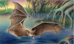 蝙蝠是什么類動(dòng)物，蝙蝠是老鼠變的嗎？