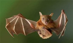 蝙蝠是哺乳動(dòng)物嗎？蝙蝠是什么動(dòng)物？
