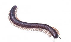 千足蟲有毒嗎？千足蟲怎么消滅