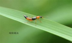 隱翅蟲怎么預(yù)防才好，被隱翅蟲咬了怎么辦？