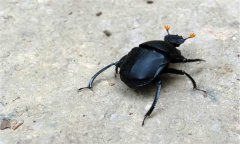 屎殼郎吃什么食物，屎殼郎是不是害蟲？