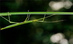 竹節(jié)蟲什么食物，竹節(jié)蟲是害蟲還是益蟲？