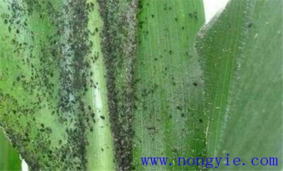 玉米蚜蟲的為害特點