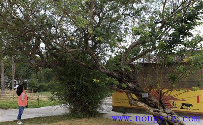 拓樹(shù)的栽培管理