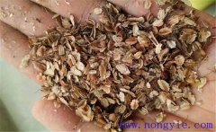 當歸如何播種？當歸播種方法與苗期管理方法