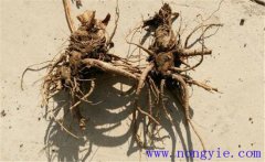 當歸常見的病蟲害有哪些，怎么防治？