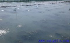 怎樣為魚塘增加氧氣，給魚塘增氧有幾種方法？