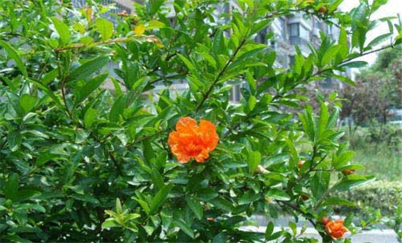 石榴樹(shù)種植方法