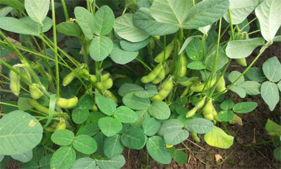 大豆需肥特點(diǎn)