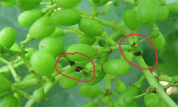 葡萄穗枯病的癥狀表現