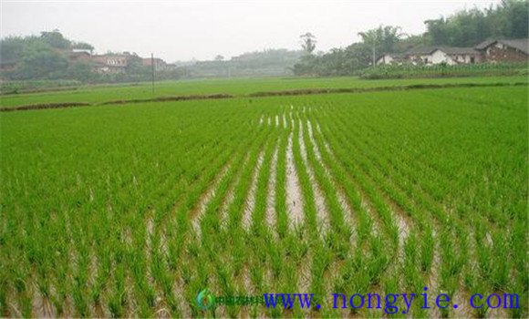 水稻熱害如何預(yù)防