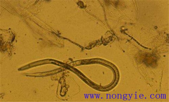 水稻莖線蟲(chóng)的危害性狀