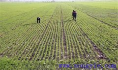 小麥返青期如何管理，如何看苗施肥？