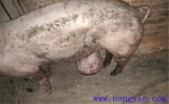 育肥豬拉黑稀是什么原因，如何預(yù)防與治療？