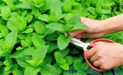 薄荷的育苗育苗方式、移栽要點與田間管理方法