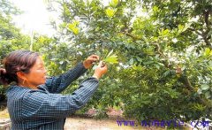 楊梅疏花疏果原因是什么?怎樣給楊梅疏花疏果