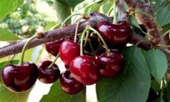 櫻桃種植方法、時間與技術(shù)要點