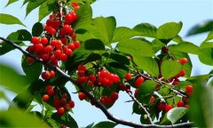 櫻桃防霜凍的方法 櫻桃種植技術(shù)要點