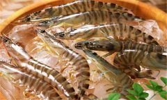 如何養(yǎng)殖沼蝦,沼蝦養(yǎng)殖技術(shù)須知