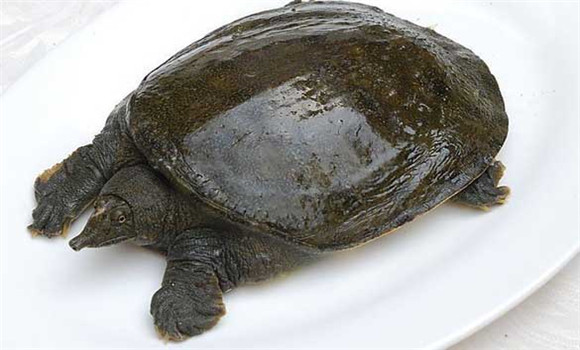 常見(jiàn)甲魚(yú)疾病有哪些，甲魚(yú)病病防治的方法