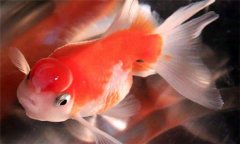 珍珠魚好養(yǎng)嗎?珍珠魚怎么養(yǎng)、怎么繁殖