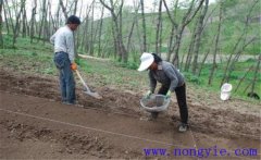 當歸栽培方法，當歸怎么種植才能高產(chǎn)？