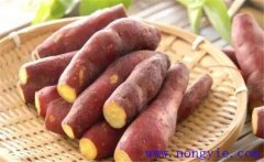 山芋是紅薯嗎？山芋育苗與種植技術(shù)要點(diǎn)