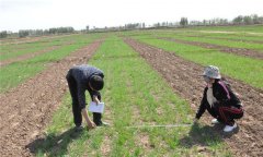 小麥種植技術(shù)與管理、施肥、冬管等要求