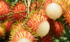 馬來西亞有哪些特產？