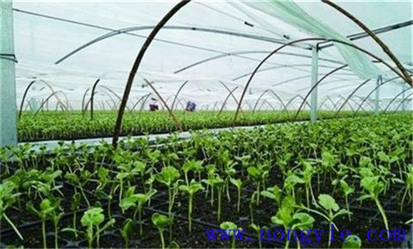 豆薯的播種方法