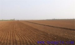 蕎麥的種植與管理方法,蕎麥高產(chǎn)栽培技術要點