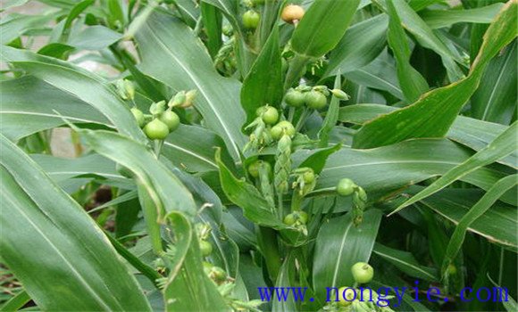 薏苡仁和薏米一樣嗎 薏苡仁和薏米的區(qū)別