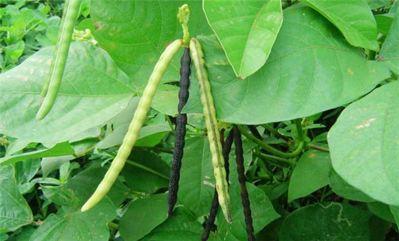 綠豆什么時(shí)間種植？