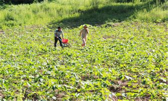 中藥材種植，山區(qū)中藥材種植注意事項(xiàng)