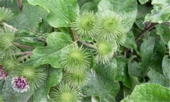 牛蒡病蟲(chóng)害發(fā)生規(guī)律，如何防治