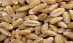 小麥的營養(yǎng)價值及功效，小麥的功效與作用