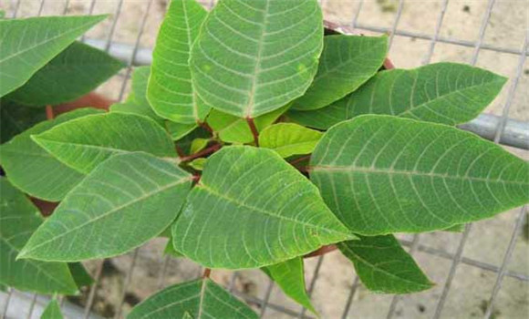 防治褐斑病用什么藥？