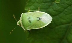 稻綠蝽怎么防治，稻綠蝽發(fā)生規(guī)律是什么？