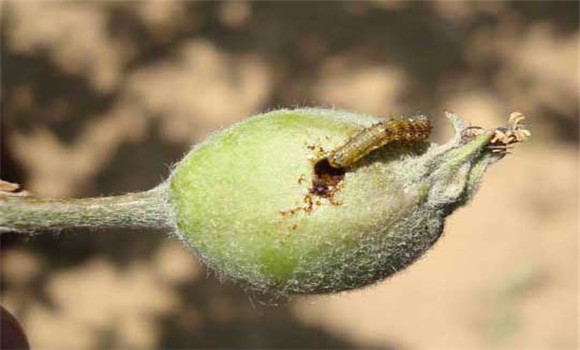 食心蟲(chóng)的防治方法