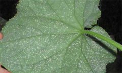 白粉虱怎么徹底消滅，白粉虱的防治方法