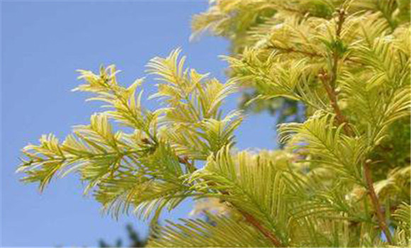 水杉樹(shù)苗栽培，水杉育苗和栽培方法