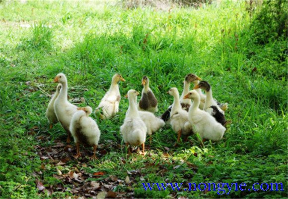 如何飼養(yǎng)鵝，鵝的飼養(yǎng)管理需注意事項(xiàng)