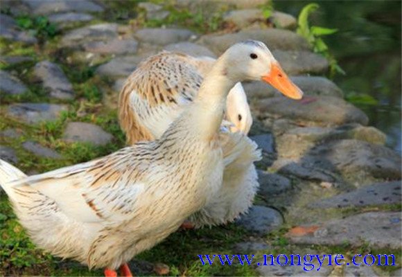 鴨病毒性肝炎的流行特點(diǎn)