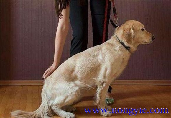 訓(xùn)練犬在固定地點排便的方法