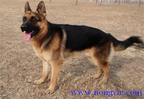 訓(xùn)練犬固定排便要注意的幾點