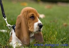 狗的訓(xùn)練方法，訓(xùn)練狗的一些基本要點