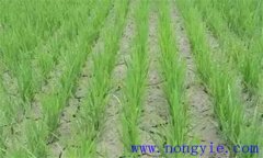 水稻曬田的最佳時間 水稻曬田的作用及技術要求