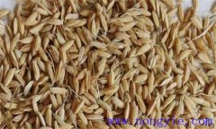 水稻種子儲存要注意什么？這六大忌一定要記牢