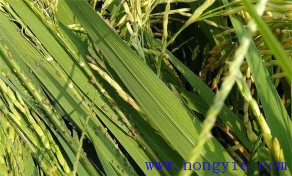 防治病蟲(chóng)